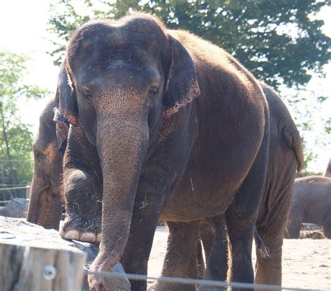 Asian Elephant Elephas Maximus 2020 09 02 Zoochat