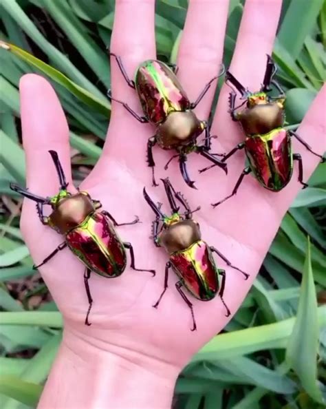 The Rainbow Stag Beetle Is The Largest Species Of Stag Beetle In Australia And Is Well Known For