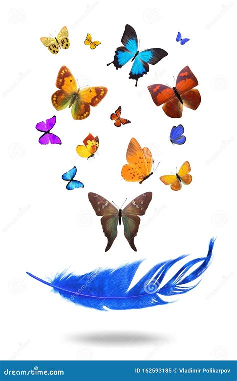 Color Flying Tropical Butterflies With Feather Isolated On White