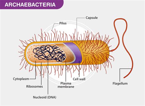 Archaebacteria Characteristics And Types Of Archaebacteria