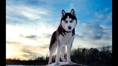 Siberian Husky Violently Attacks And Kills Baby Goats