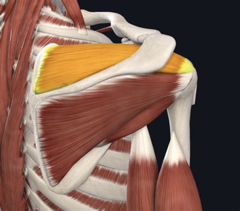 Shoulder Girdle Muscles Flashcards Quizlet