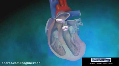 Biological Aortic Heart Valve Animation Video