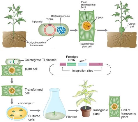 The first transgenic organisms were bacteria, and transgenic bacteria are widely used today by pharmaceutical companies. Transgenic Plants Construction_Molecular Biology Services_Custom Services_Leading Biology Inc.