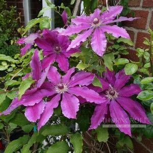 Royal horticultural… beth chatto's shade garden: Clematis for shade #52 Thorncroft Clematis UK | Clematis ...