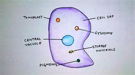 How To Draw Vacuole Labelled Biology Diagrams Of Vacuole By Hajong