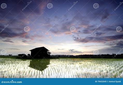 Beautiful Scenery Lonely Abandon House In The Middle Of A Paddy Field