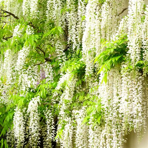 Wisteria Alba White Flowering Deciduous Hardy Climbing Garden Shrub