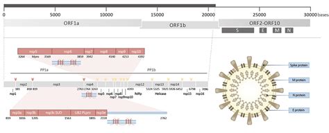 A Review Of The Sars Cov 2 Covid 19 Genome And Proteome Genetex