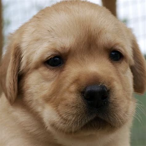 Labrador puppies - YouTube