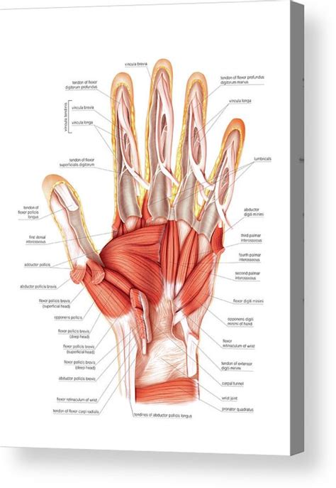 Muscles Of The Hand Acrylic Print By Asklepios Medical Atlas Pixels