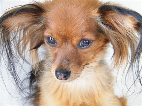 Veja como tratar fungos em cachorro para melhorar a saúde do as doenças fúngicas em cães ocorrem esporadicamente. Fungos em cachorros: como surgem, como evitar e como tratar