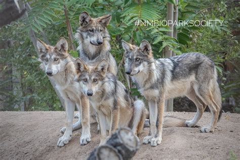 9 Of Bioparks Mexican Gray Wolves Sent To Mexico To Be Introduced To