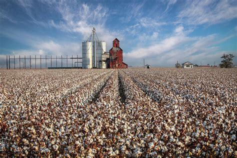 Its Cotton Picking Time In West Texas Photograph By Harriet Feagin