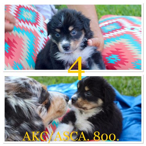 Breeds include poodle, labrador, staffordshire bull terrier and more. Australian Shepherd Puppies For Sale | Riverside County ...