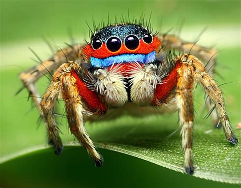 The World S Scariest Spiders Pictures Pics Uk
