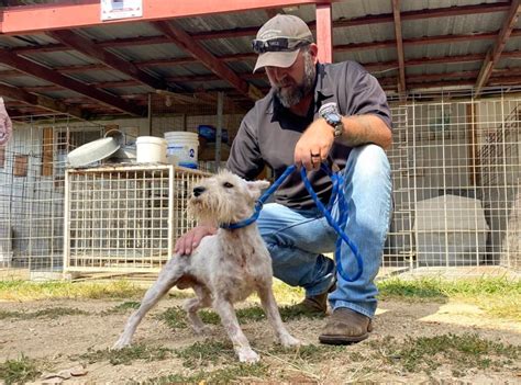 Dogs Get Second Chance After Being Rescued From Breeder Who Has Been On