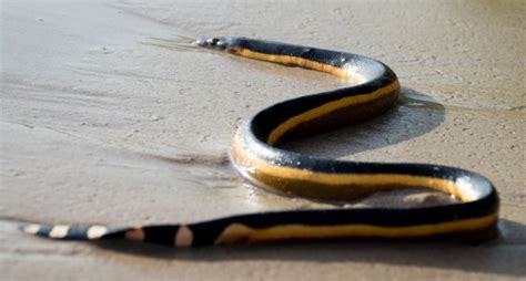 11 Most Poisonous Snakes In India Insider Monkey
