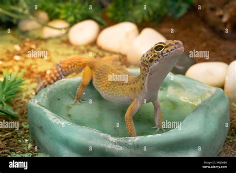 Yellow Common Leopard Gecko Standing In A Water Drinking Bowl In