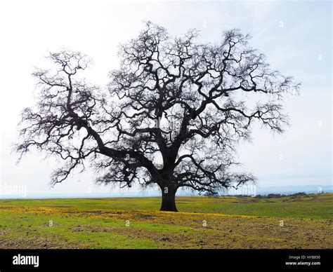 Large Lone California Live Oak Tree Stock Photo Alamy