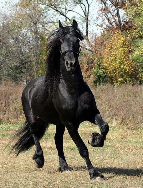 10 Of The Most Expensive Horse Breeds Ever