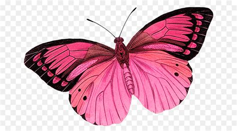 More images for butterfly clipart png pink » Monarch butterfly Greta oto Clip art - pink butterfly ...