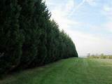 Big Cypress Landscape Maintenance Images