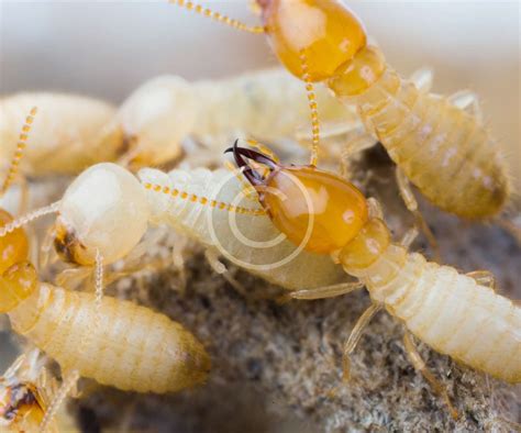 Click the map and drag to move the map around. Termites - Silver Bullet Pest Control