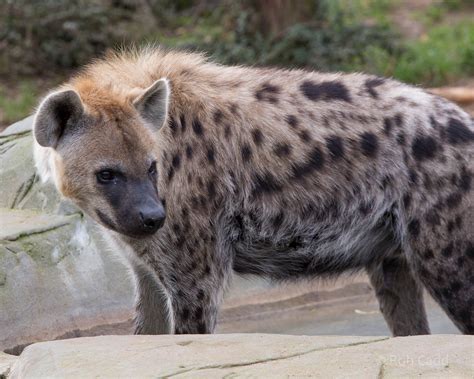 Spotted Hyena Colchester 18 Oct 2014 Zoochat