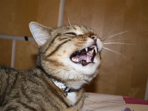 ซิม my by cat pantip. Why Do Cats Sneeze? | 5 Reasons Your Cat is Sneezing