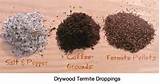 Drywood Termite Droppings Images