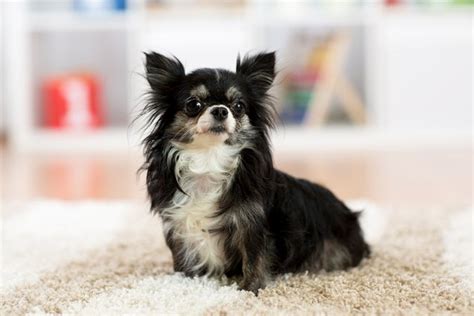 Top 10 Miniature Dog Breeds Information And Pictures Petguide Petguide