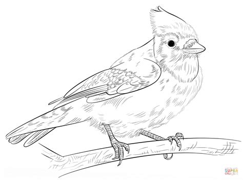 It was placed on a solid red maple. Blue jay on a branch coloring page | Free Printable ...