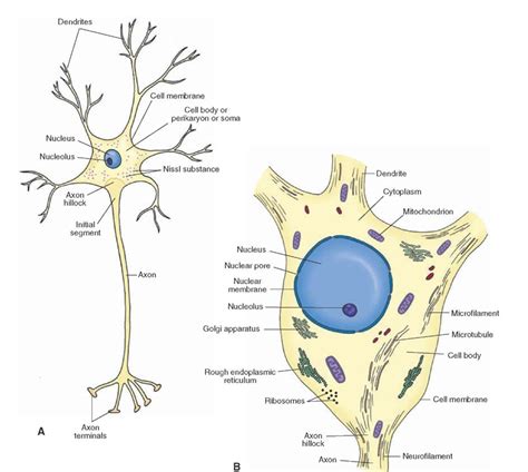 Neuron Histology Neurons Medical Knowledge Human Body Systems Riset