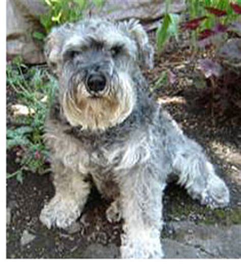 Maybe you would like to learn more about one of these? Dog Names WoofFemale German Dog Names