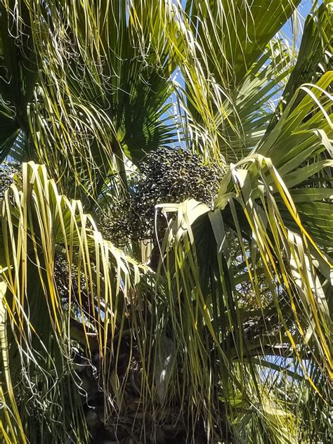 Livistona Chinensis — Chinese Fan Palm — Palm Trees