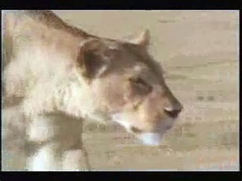 Must See Lion Attack Man Lions Attacks Real Attacking Video