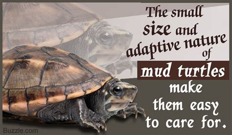 Just food, water, and fresh bedding. Want to Know How to Take Care of Your Pet Mud Turtle? Read ...