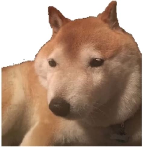 Shiba inu doge chibi internet meme, cute dog, mammal, carnivoran, dog like mammal png. Shiber | Surreal Memes Wiki | FANDOM powered by Wikia