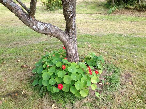Hier gibt es infos zur aussaat und zur pflege von verschiedenen sorten. Pin auf Garten - Kräuter - Kapuzinerkresse