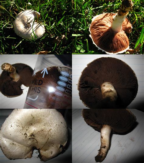 Id Request White Scaly Cap Crowded But Varingly Length Brown Gills