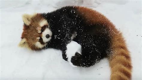 We Love This Red Panda In The Snow And These Cute Zoo Animals Rtm