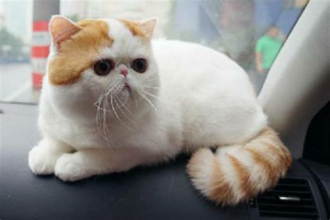 Apalagi sebagai pecinta kucing, jelas menjadi kebahagiaan tersendiri melihat kucing kesayangan kucing persia juga diminati oleh sebagian besar penyayang meong di indonesia ini. Gambar Anak Kucing Persia Peaknose - Gambar Binatang lucu