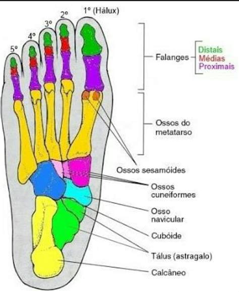 Regiões Do Pé Anatomia