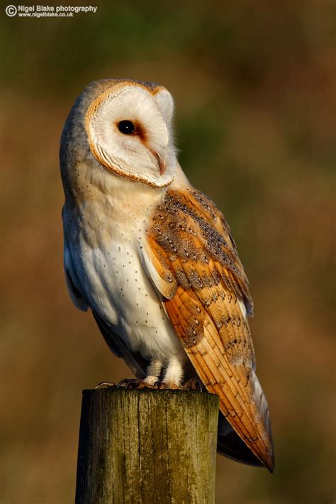 My son noah does not do well in doctor offices, so he was much more relaxed. Barn Owl, Tyto alba | Barn Owl, Tyto alba _26K4777 | Nigel ...
