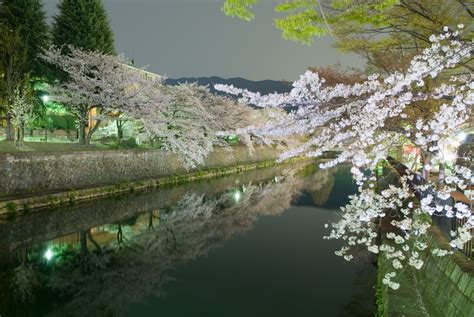 Kyoto Photo Brilliant Cherry Blossoms Illuminated In The Evening