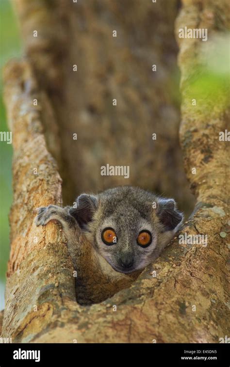 White Footed Sportive Lemur Lepilemur Leucopus Looking Out From A