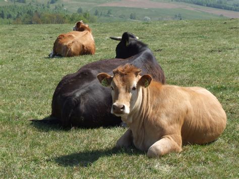 Filecows In Mountain Wikimedia Commons