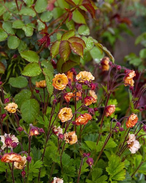Geums are a plant you don't often see in garden centres, which is a shame as they're tough, hardy and easy to grow! Trädgård med utsikt on Instagram: "Geum 'Mai tai' 💚 Man ...