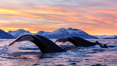 Whale Spotting In Norway Fjord Tours